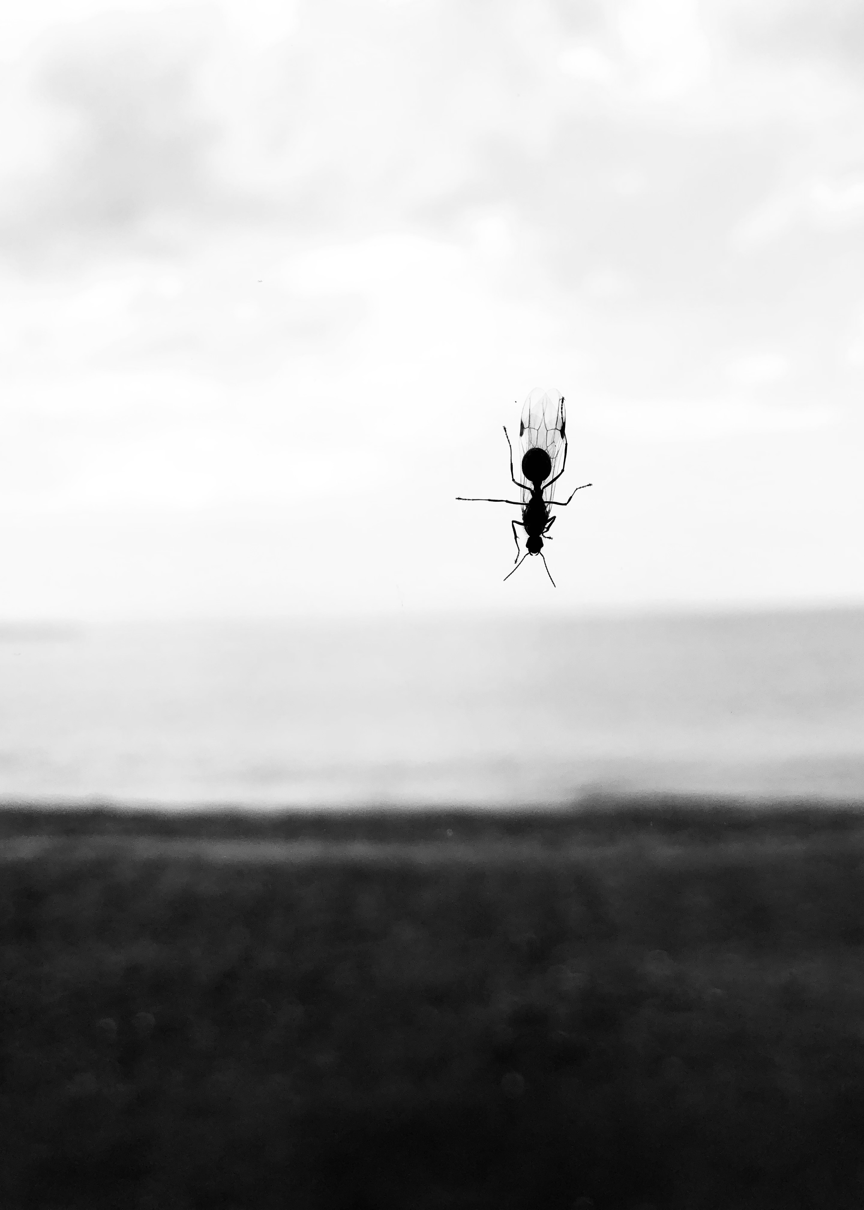 Flying Ant